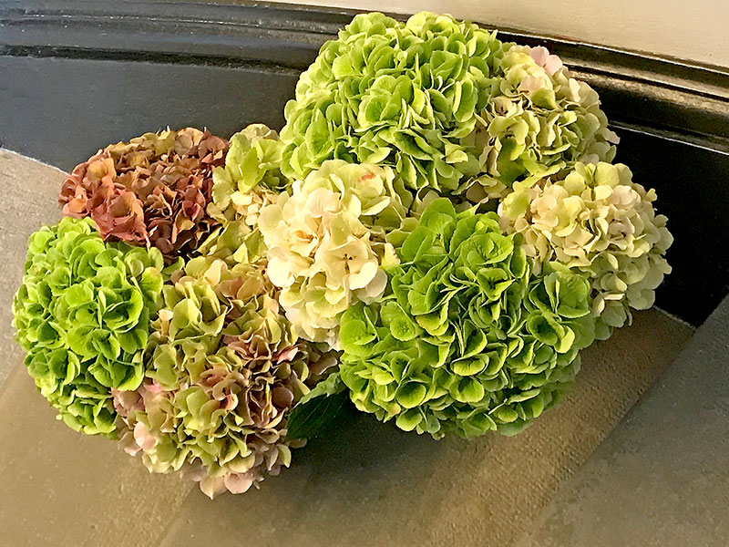 Top of Hydrangeas in Green and pink