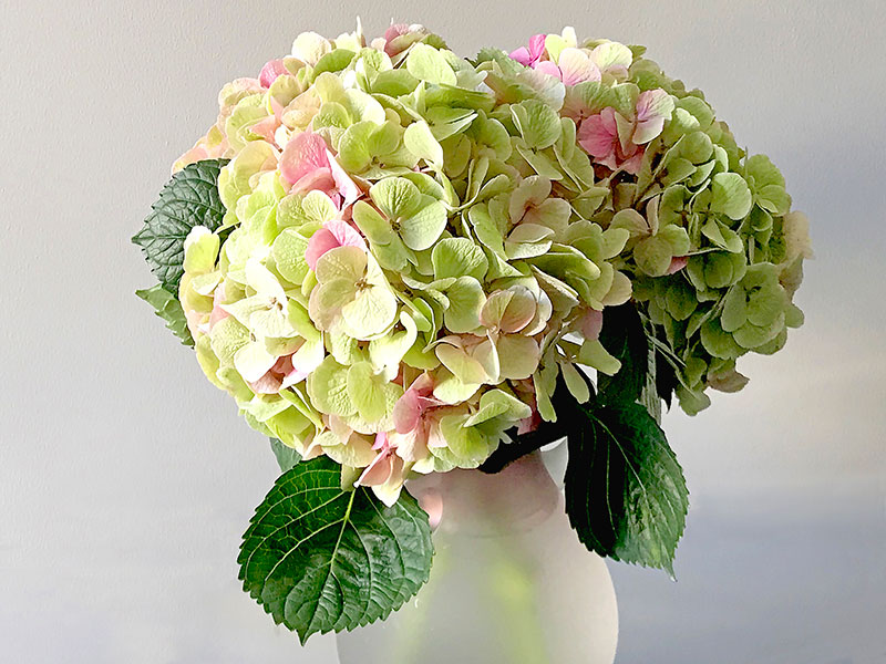 Bouquet of subtle, pastel pinks and green Hydrangeas