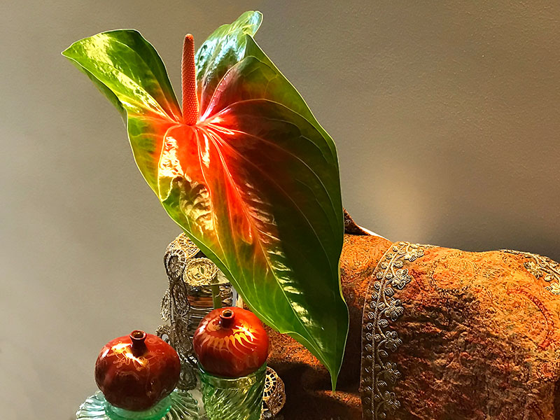 anthurium in bright green and red
